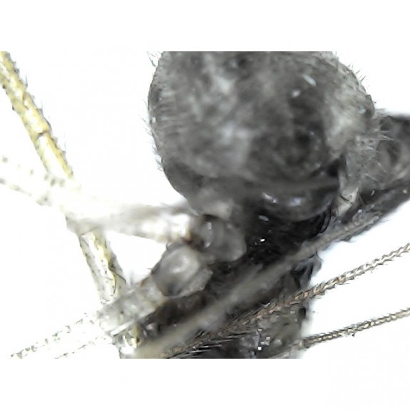 Kính hiển vi điện tử kết nối điện thoại và máy tính Wifi phóng đại 1600X Digital Microscope